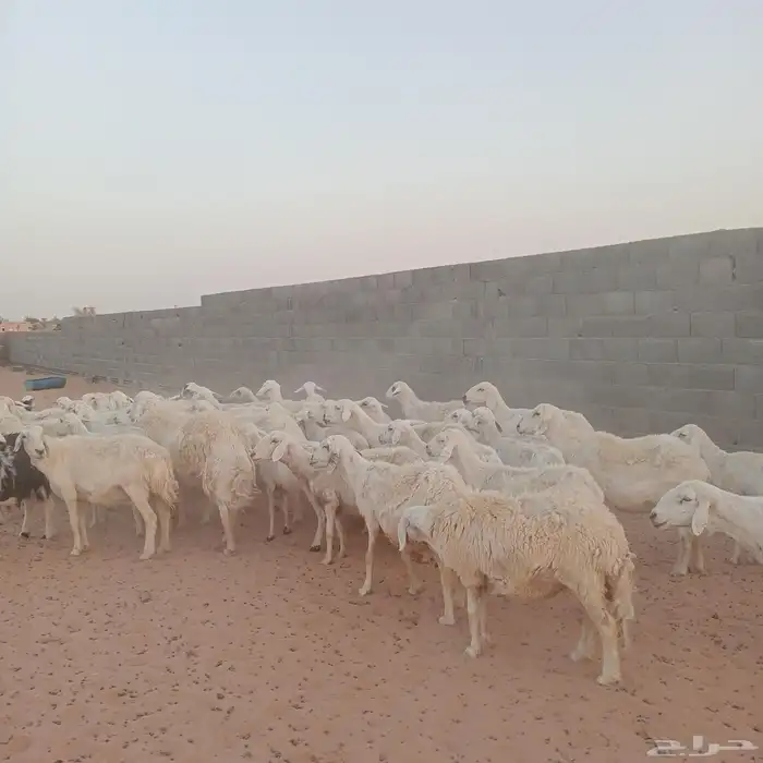 بهم حري للبيع 1