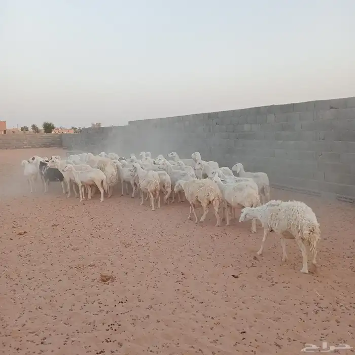 بهم حري للبيع 3