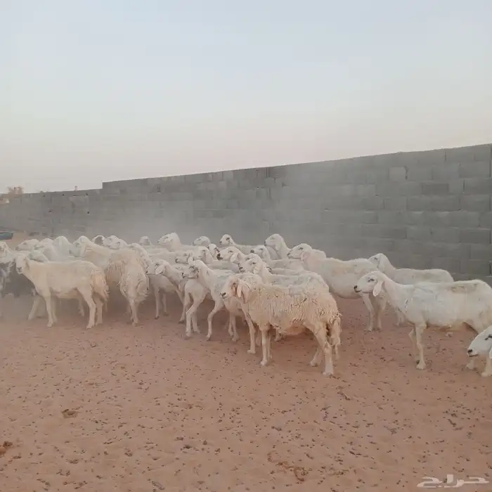 بهم حري للبيع 0