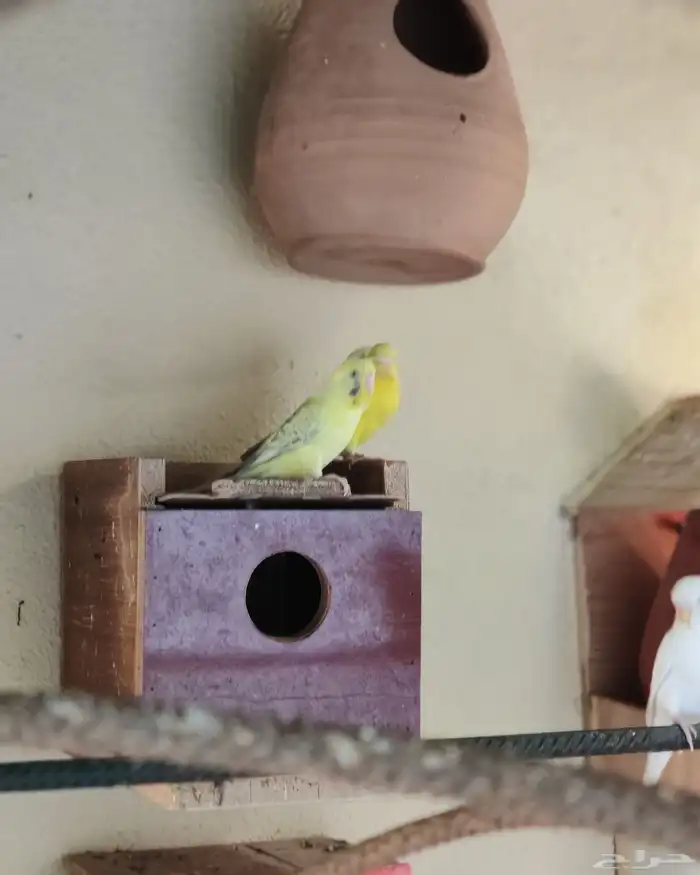 زوج طيور حب لأهل التميز 7