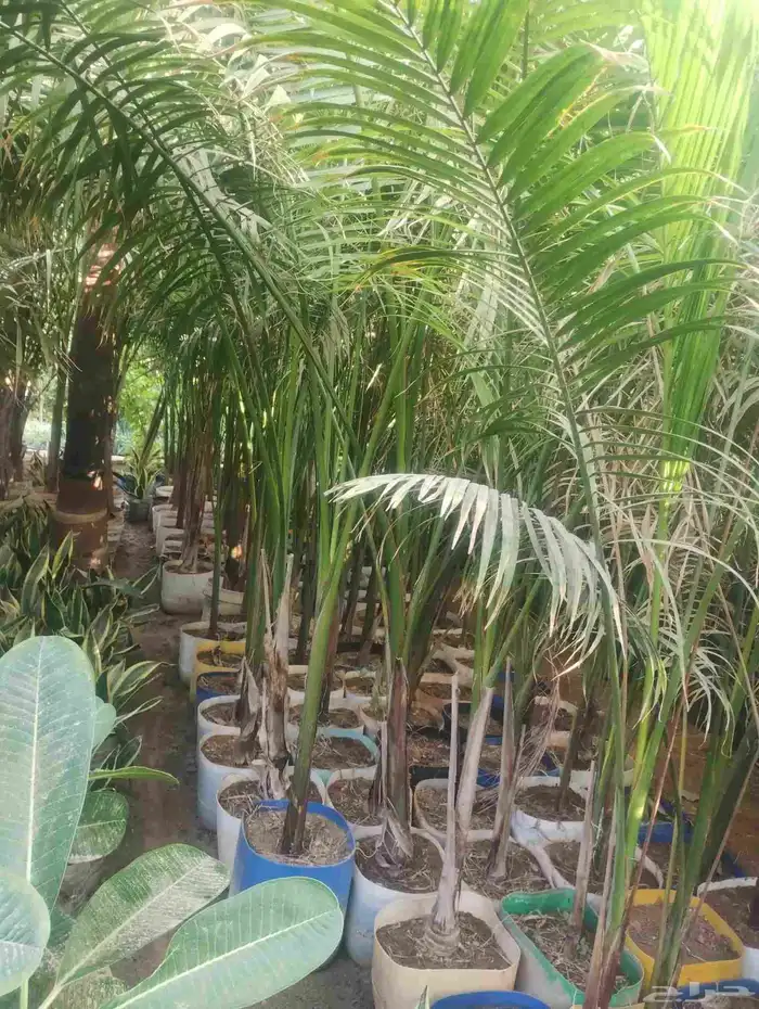 بيع شجرة نخل ملوكي جمله 50   فقط حبه 70 0