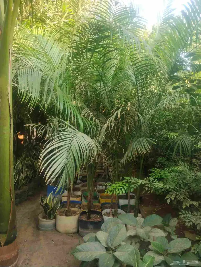 بيع شجرة نخل ملوكي جمله 50   فقط حبه 70 1