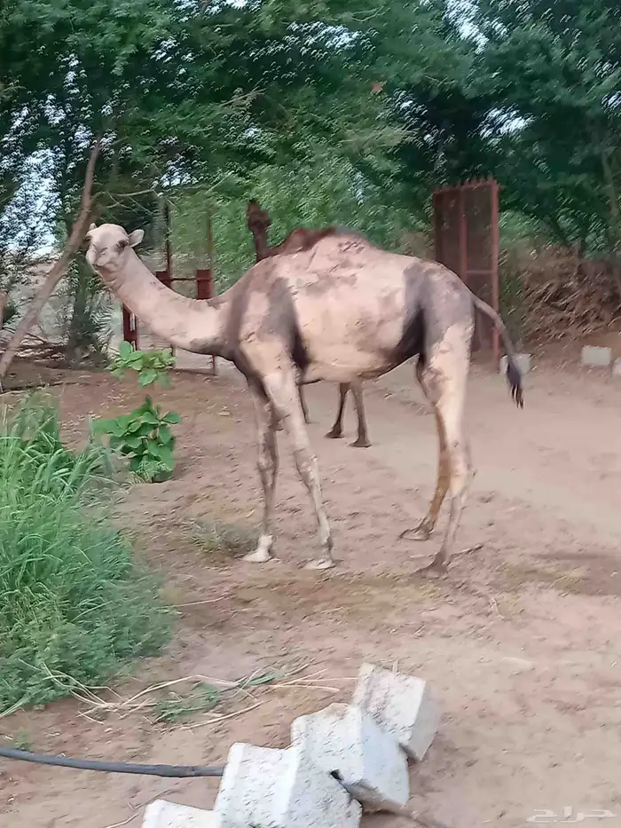 للبيع حاشي 2