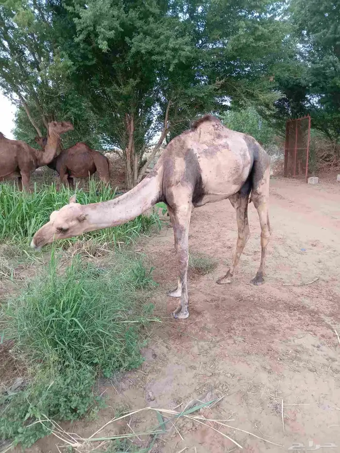 للبيع حاشي 0