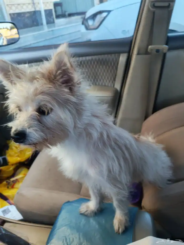 كلب مالتيز لعوب جدآ ويحب الاطفال للبيع بسعر جميل 3