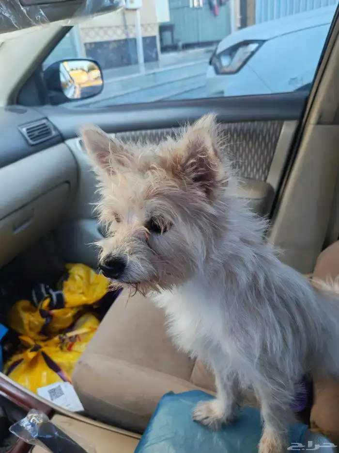 كلب مالتيز لعوب جدآ ويحب الاطفال للبيع بسعر جميل 1