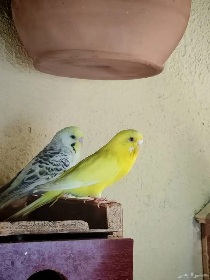 زوج طيور حب لأهل التميز 0