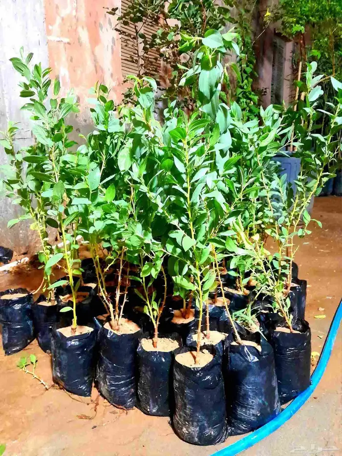 زراعه جميع انواع الاشجار النخل النجيل والقص والتزيين التقليم 17