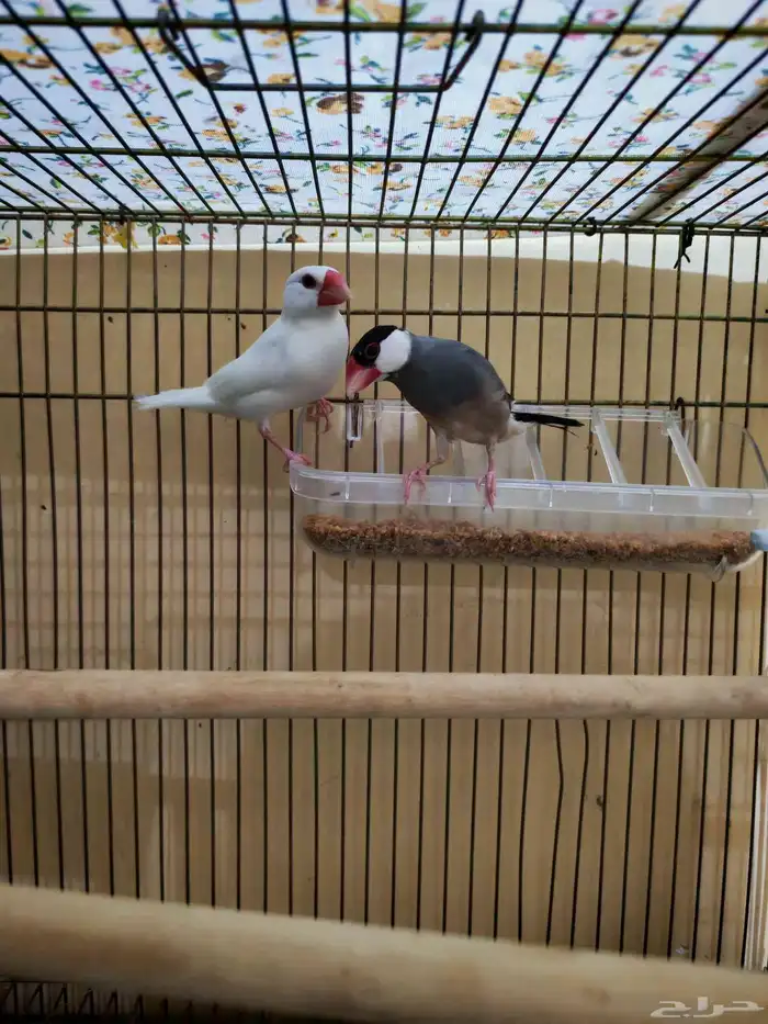 للبيع جوز جاوا تم البيع 1