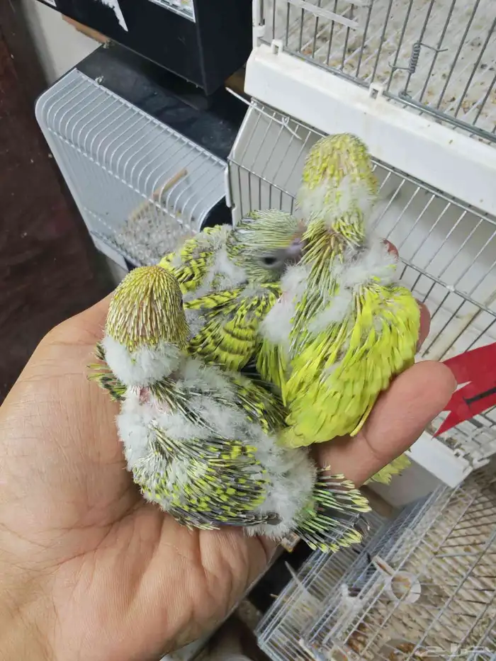 فروخ باجي جاهزه للغر 0