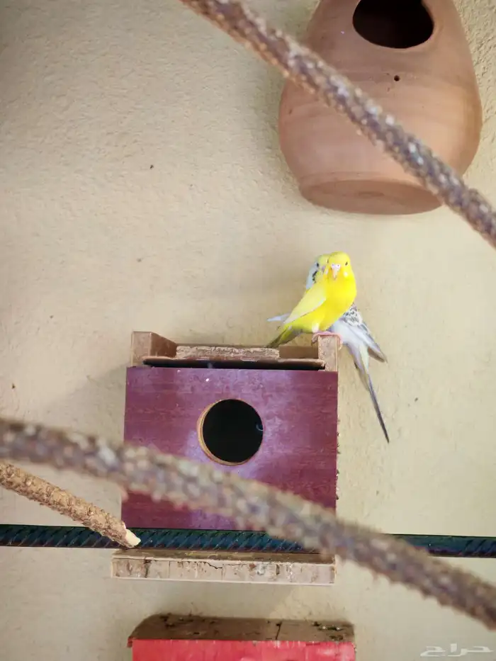 زوج طيور حب لأهل التميز 2