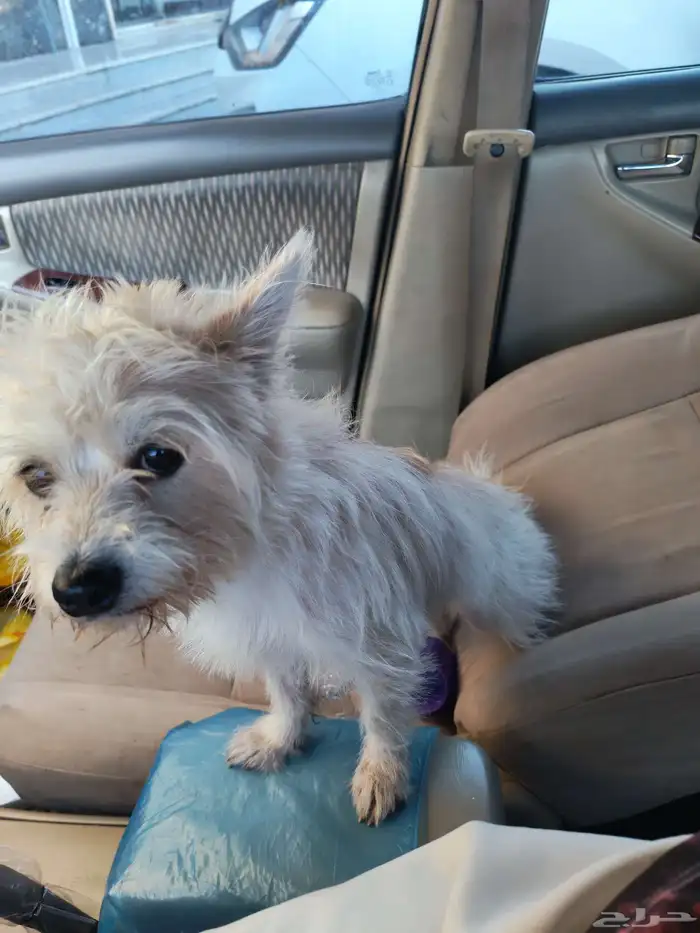 كلب مالتيز لعوب جدآ ويحب الاطفال للبيع بسعر جميل 5