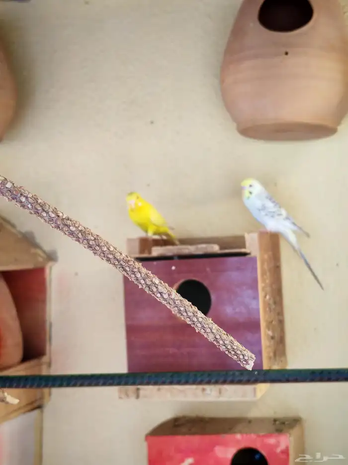 زوج طيور حب لأهل التميز 4