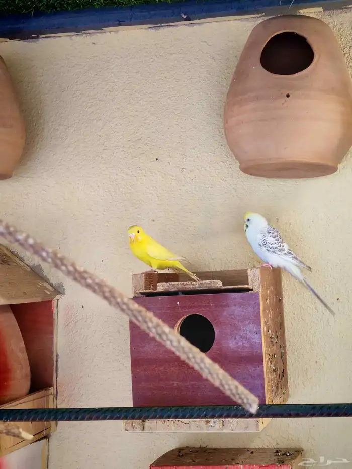 زوج طيور حب لأهل التميز 6