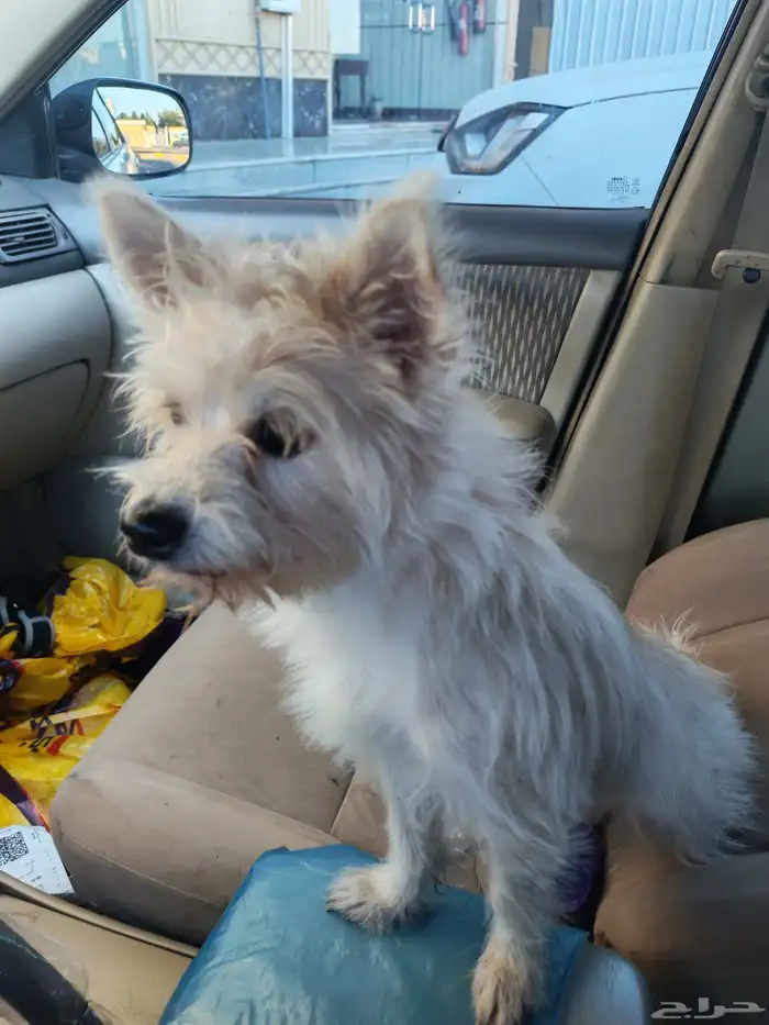 كلب مالتيز لعوب جدآ ويحب الاطفال للبيع بسعر جميل 0