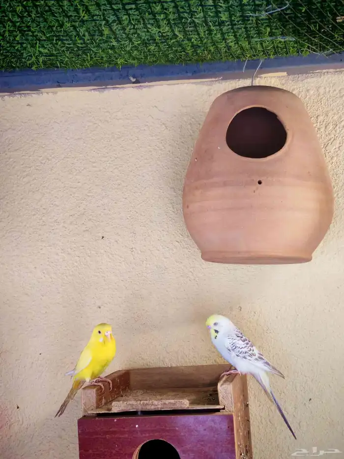 زوج طيور حب لأهل التميز 5