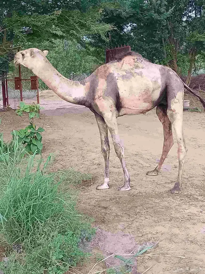 للبيع حاشي 1