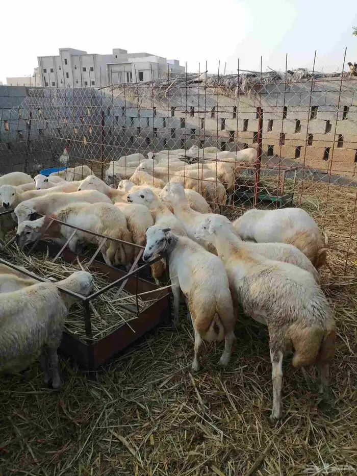 ذبايح بلدي 2