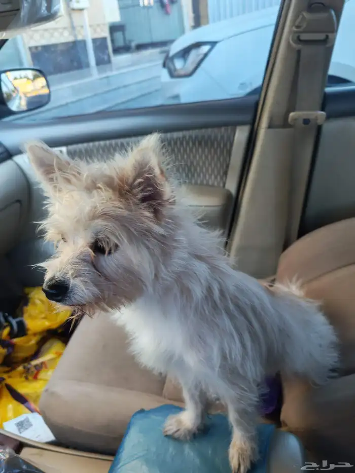 كلب مالتيز لعوب جدآ ويحب الاطفال للبيع بسعر جميل 2