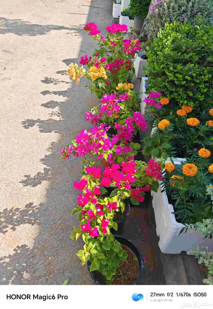 الزراعة الثيل الطبيعي وتركيب شبكات الري العادي والاتوماتيك 8