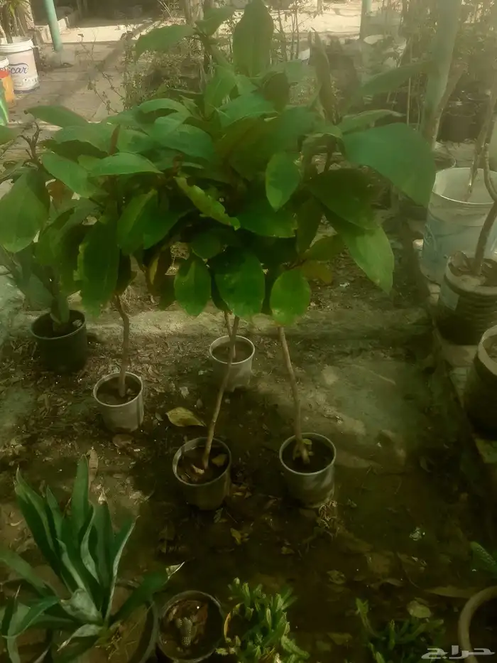زراعه جميع انواع الاشجار النخل والنجيل القص التزيين والتقليم 2