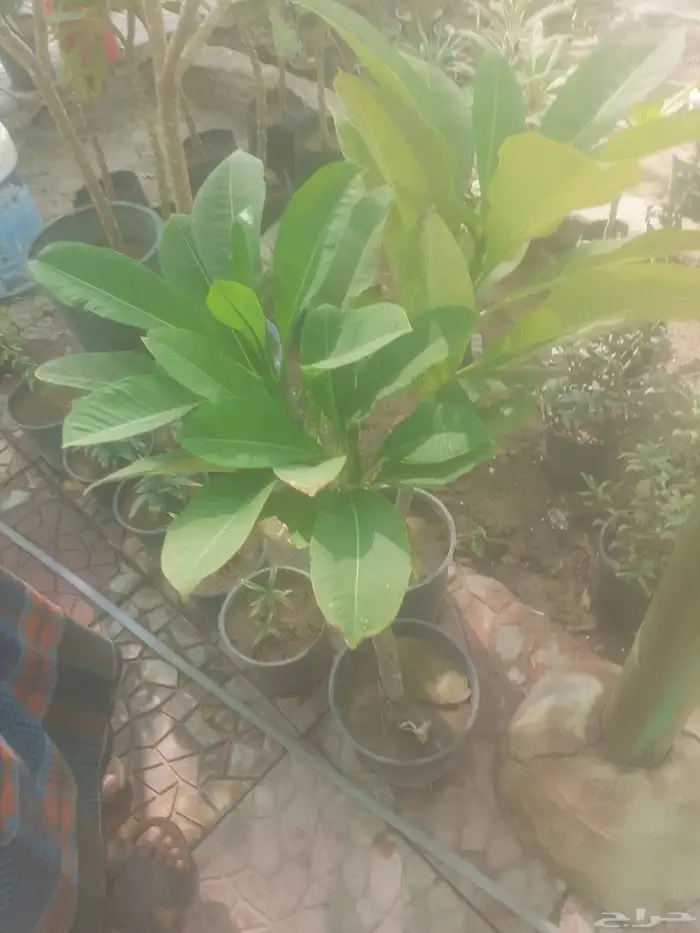 زراعه جميع انواع الاشجار النخل والنجيل القص التزيين والتقليم 3