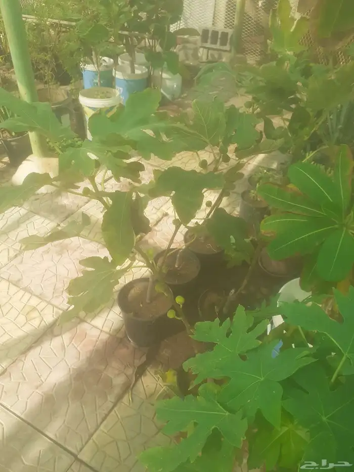 زراعه جميع انواع الاشجار النخل والنجيل القص التزيين والتقليم 1