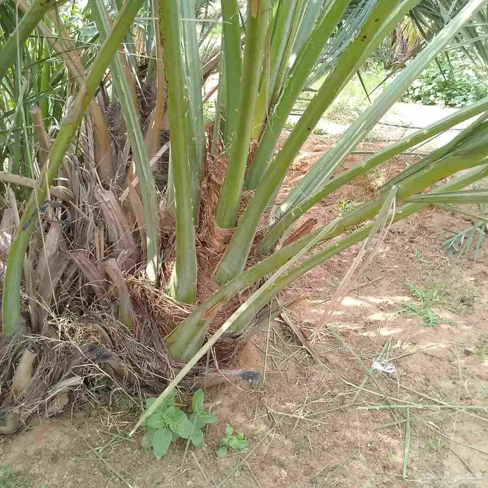 نخل للبيع مثمر خلاص برحي سكري مجدول 3