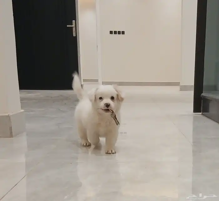 كلب(ذكر) اسمه العالمي Maltese مالطي من سلالة الملوك 1