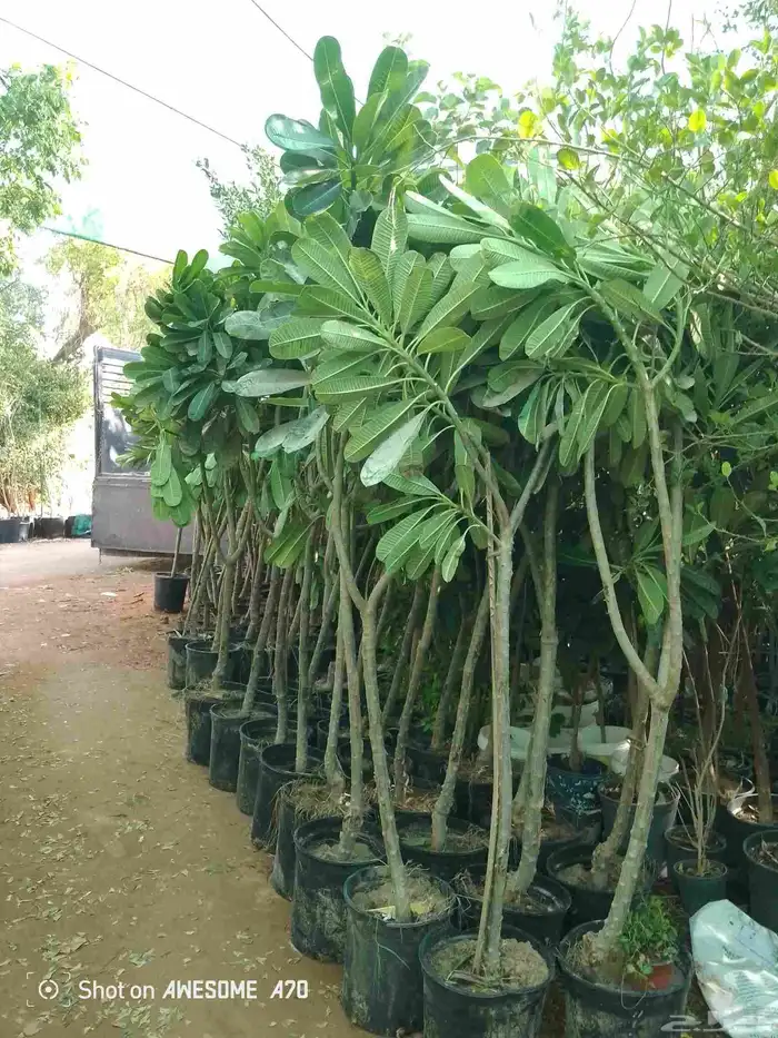 اكاسيا ياسمين 4