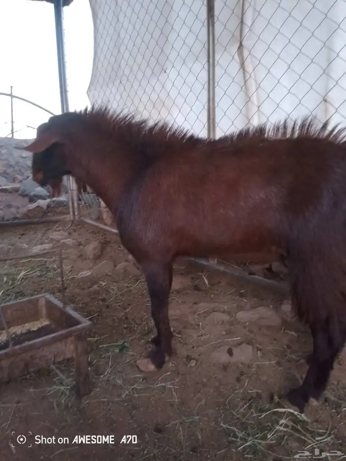 تيس فحل كفو 1