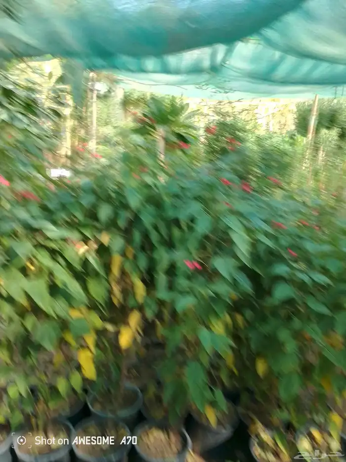 اكاسيا ياسمين 14