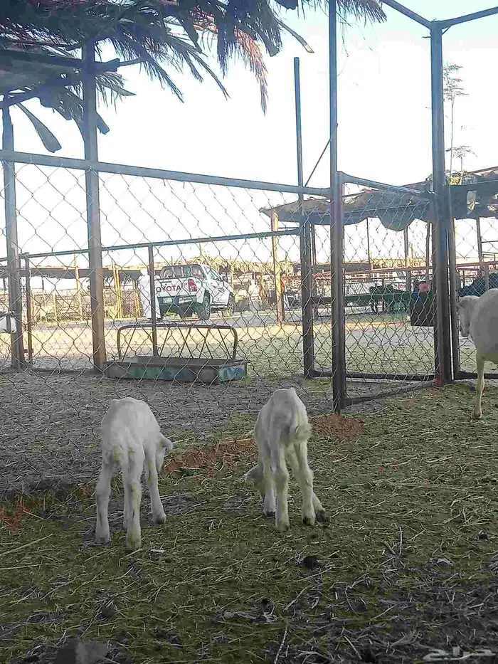 نعجه سمعه تحتيها اثنين سليمه من كل الامارات تحتيها رخل وخروف 1