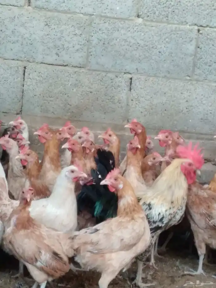 دجاج بلدي بياض 1