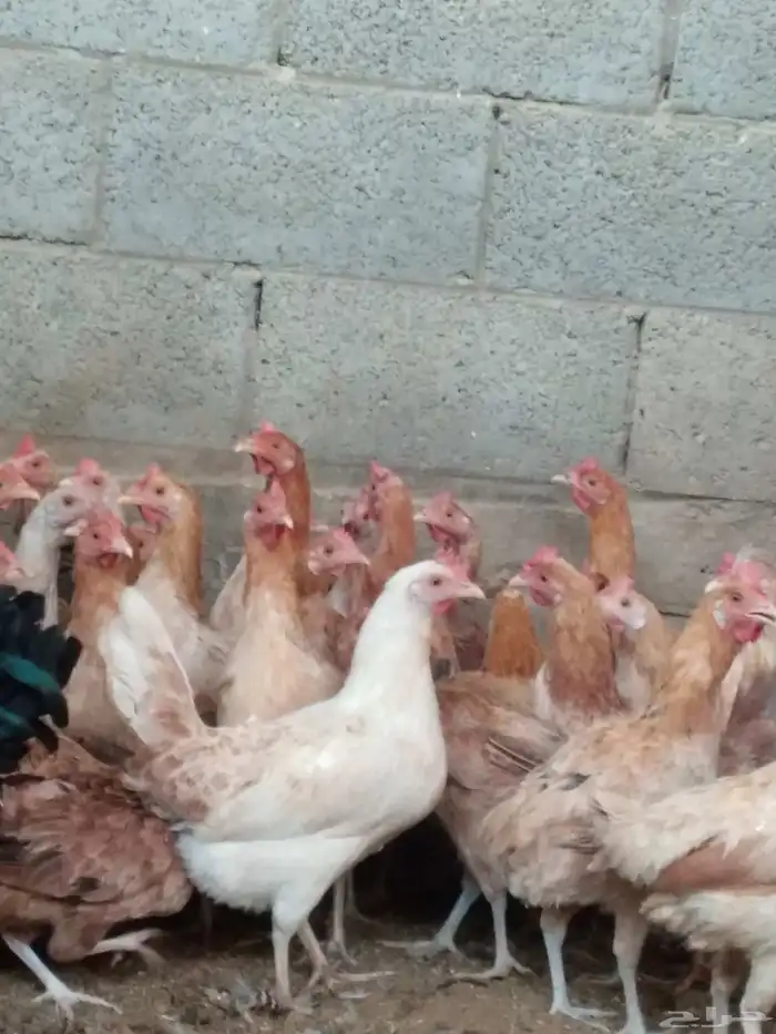 دجاج بلدي بياض 0