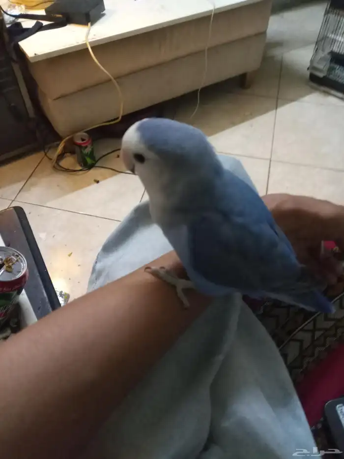 طيور الكناري 1