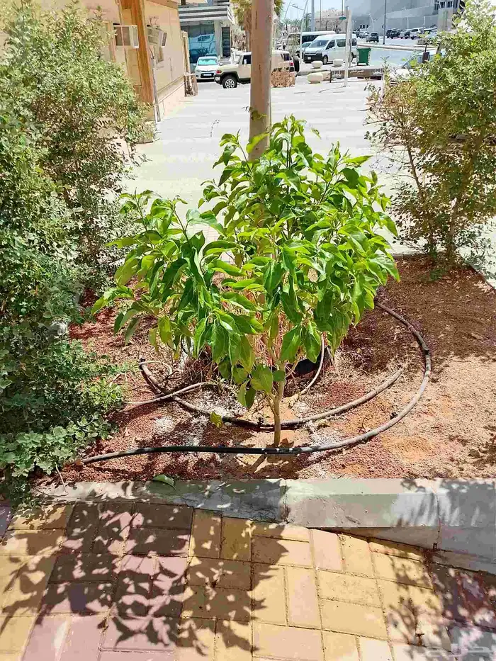 تنسيق حدائق 6