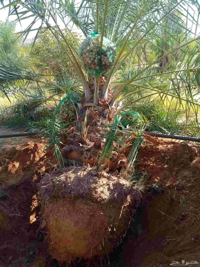 يتوجدالدينافسيل محملةبجميع انوعهامن له الرغبةيتوصل معنا 2