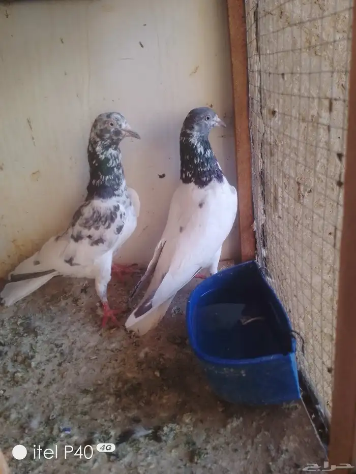 حمام باكستاني جوزين ابطال 5