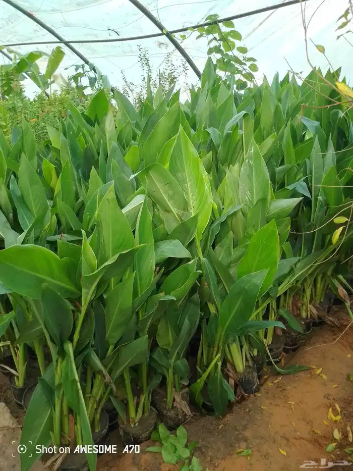 اكاسيا ياسمين 12