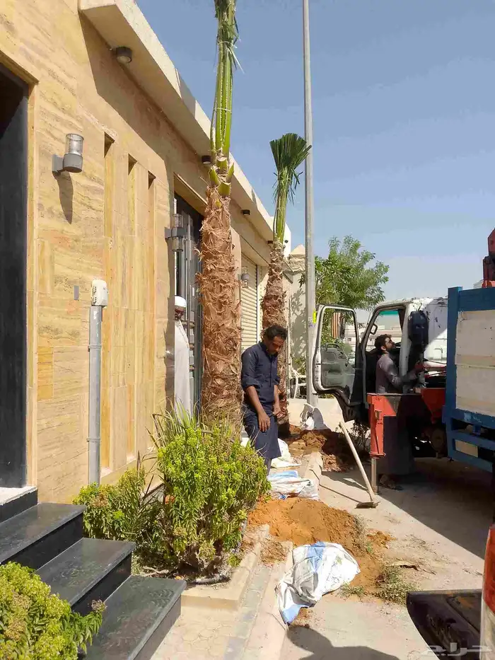 نخيل واشنطني زينه 4