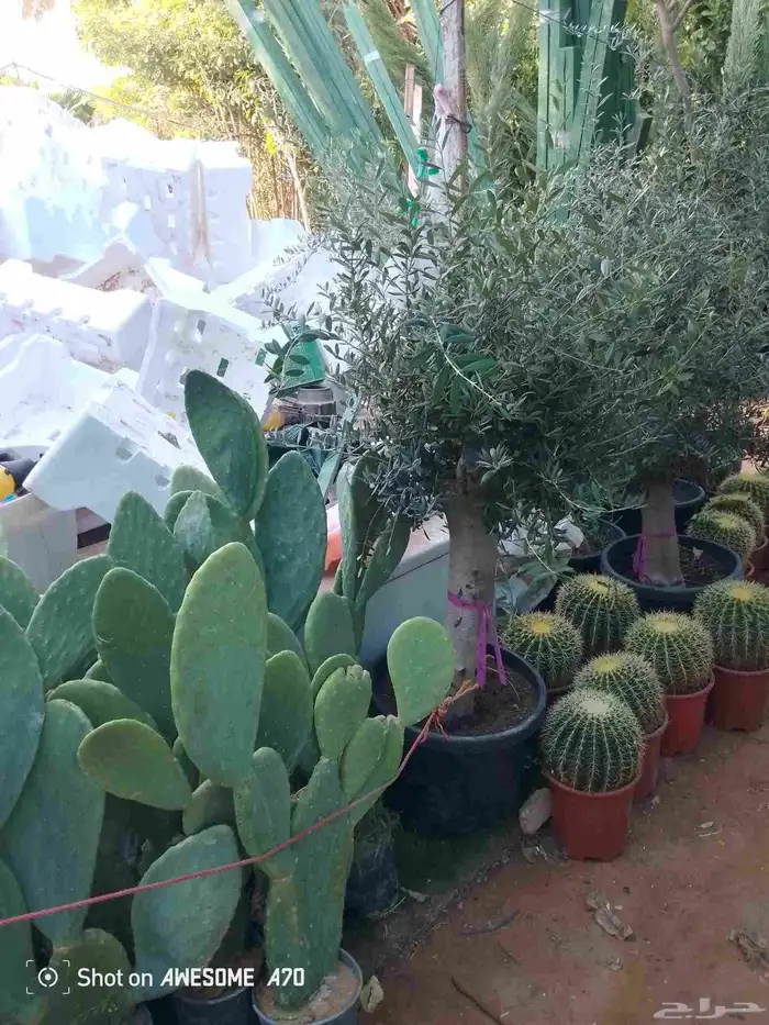 اكاسيا ياسمين 16