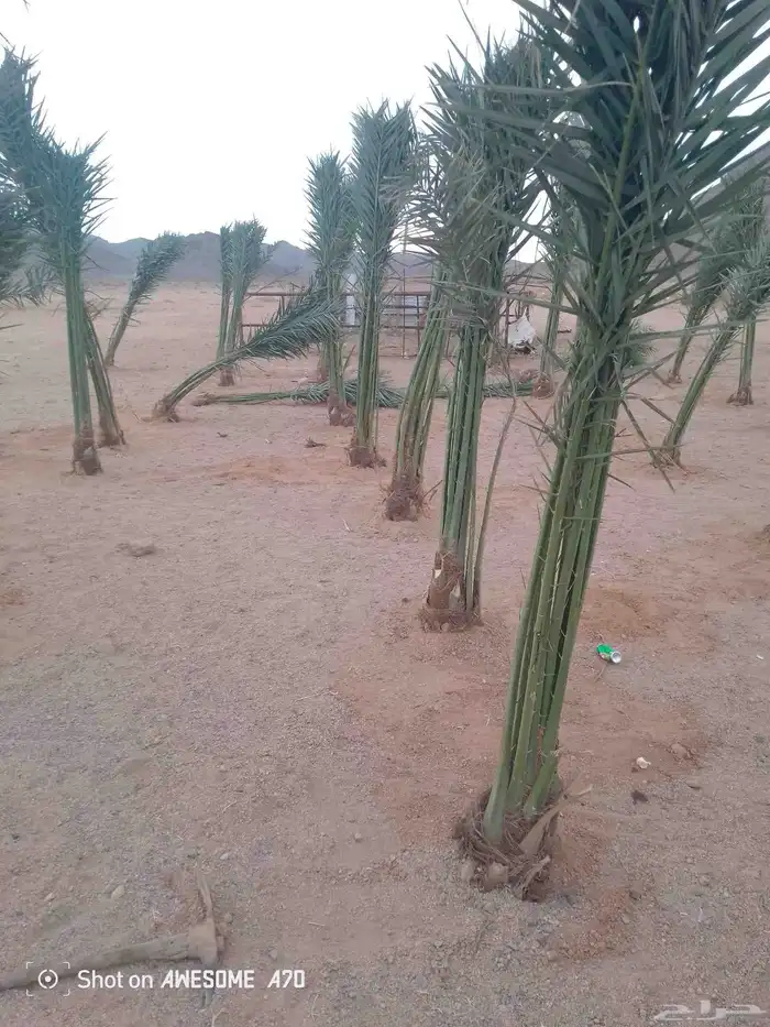نخل للبيع 3