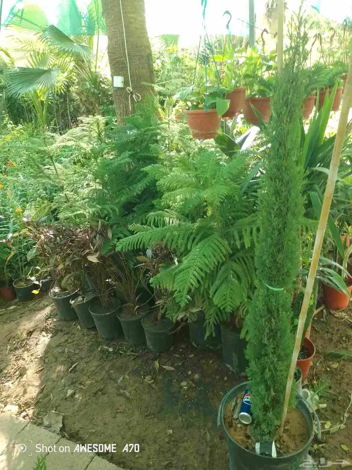 اكاسيا ياسمين 3