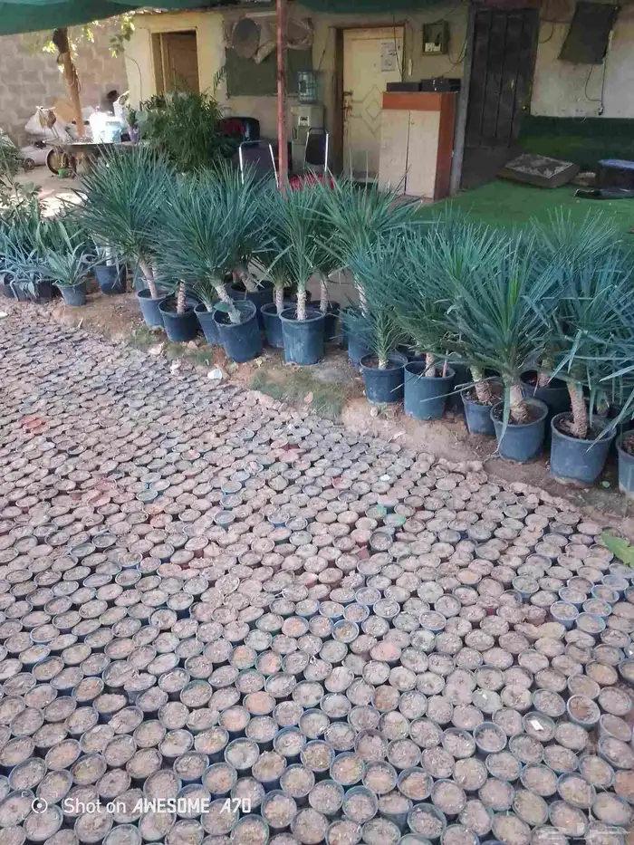 اكاسيا ياسمين 15