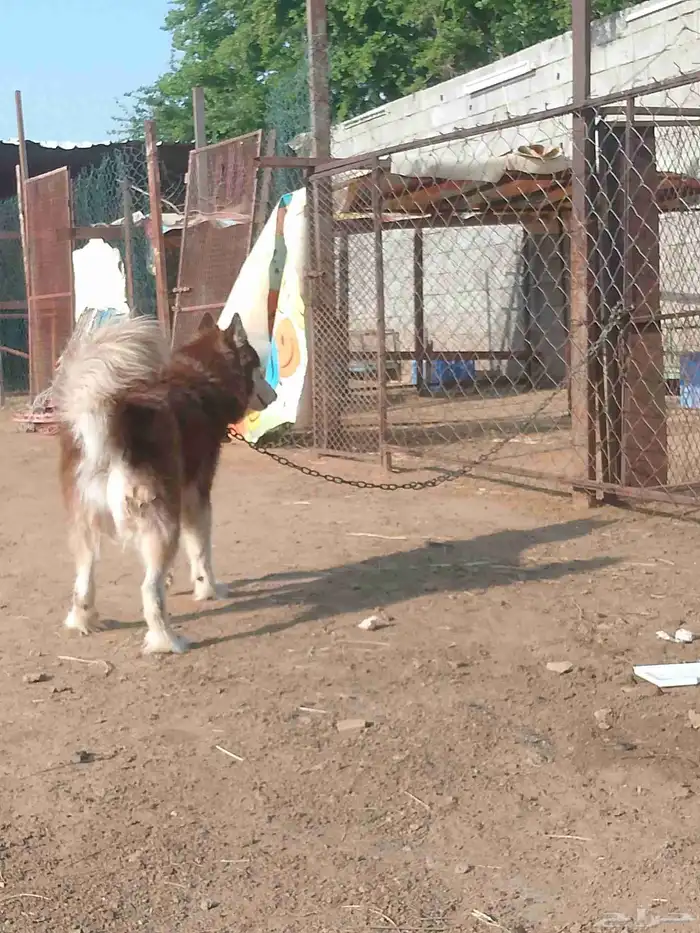 كلب هاسكي بيور 1