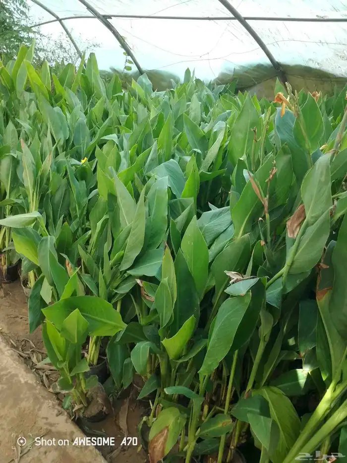 اكاسيا ياسمين 13