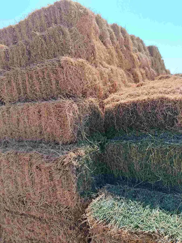 السلام عليكم ورحمه الله برسيم طيب صافي من اي خلط السعر 28 ري 0