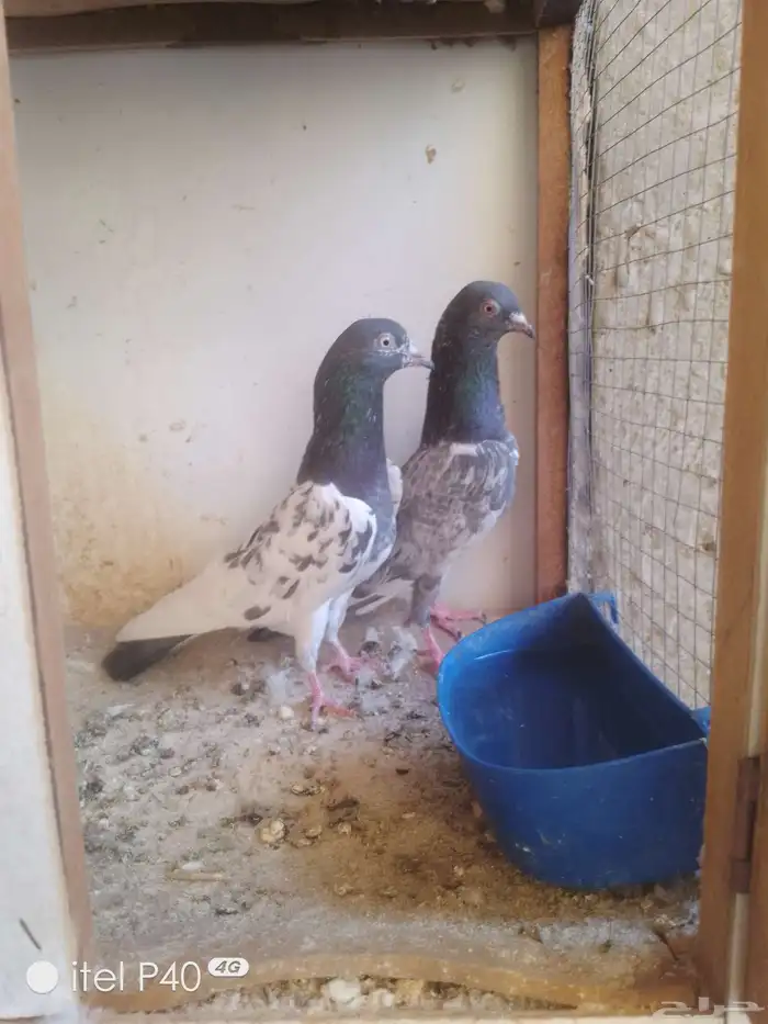 حمام باكستاني جوزين ابطال 1
