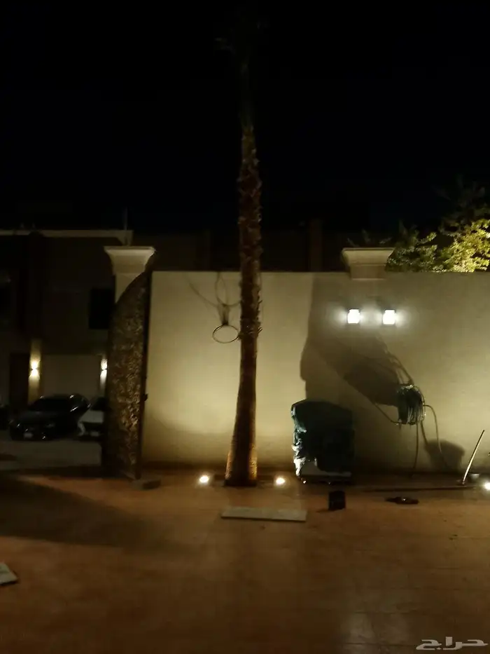 نخيل واشنطني زينه 3